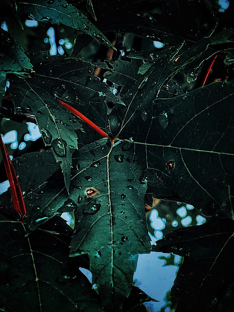 Free Leaves Wet photo and picture