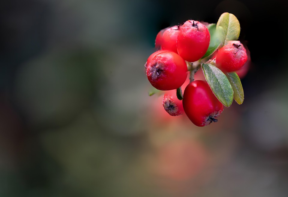 Baie Fruit Nature Photo gratuite sur Pixabay Pixabay