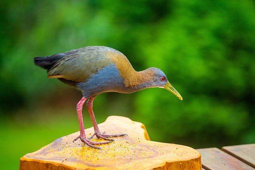 Free Slaty-Breasted Wood Rail Bird photo and picture