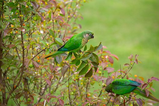Free Bird Parakeet photo and picture
