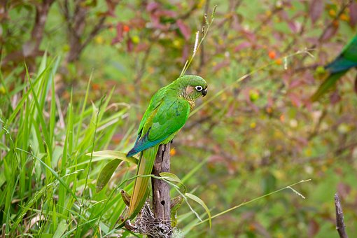 Free Bird Parakeet photo and picture