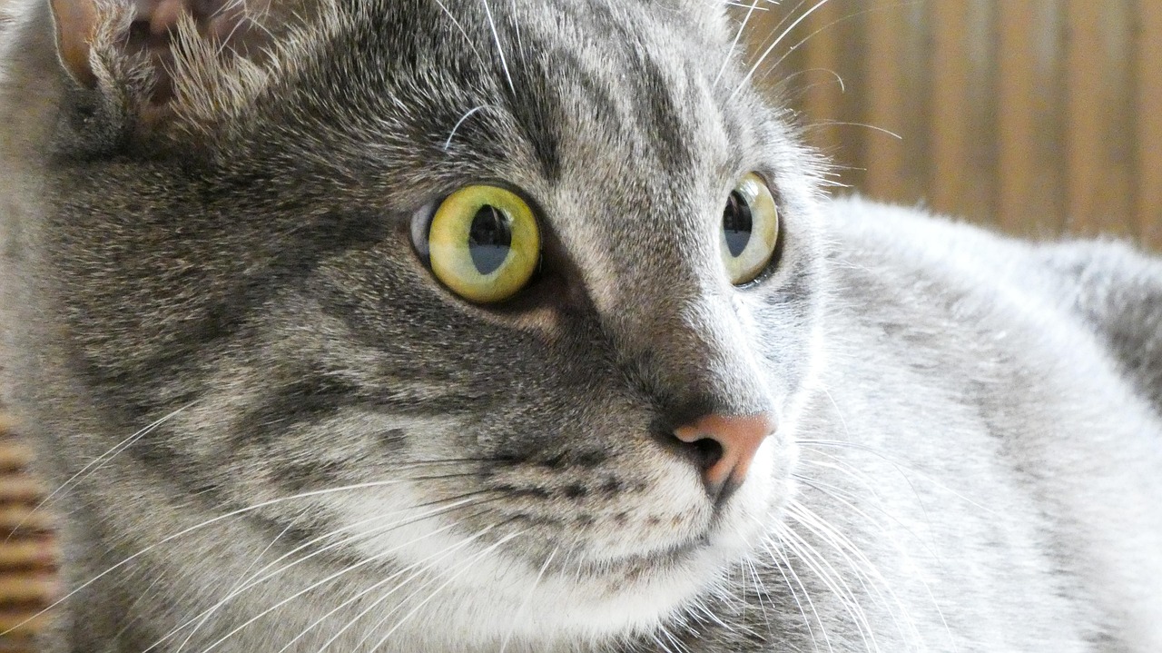 An Cat Cat Domestic Animal Eyes - Free photo on Pixabay - Pixabay