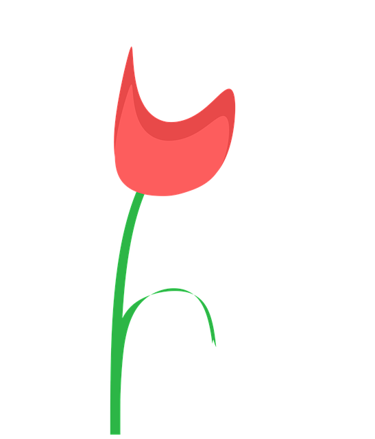 Free Poppy Flower illustration and picture