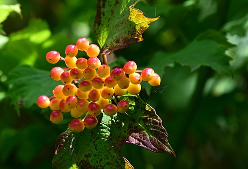 Free Berries Fruit photo and picture