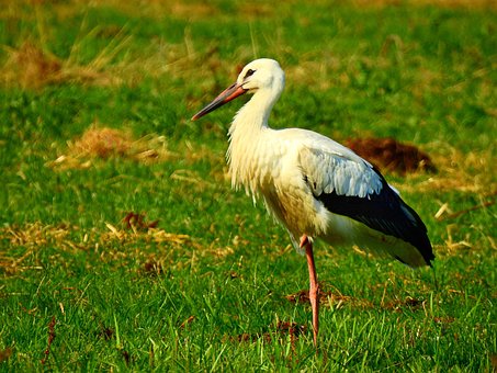 Free Stork Wading Bird photo and picture