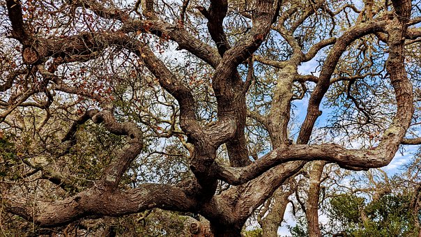 Træ, Egetræ, Natur, Bagagerum