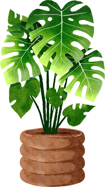 Frunze, Monstera, Planta In Ghiveci