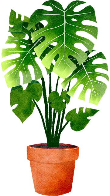 Monstera, Plantelor, Oală, Natura