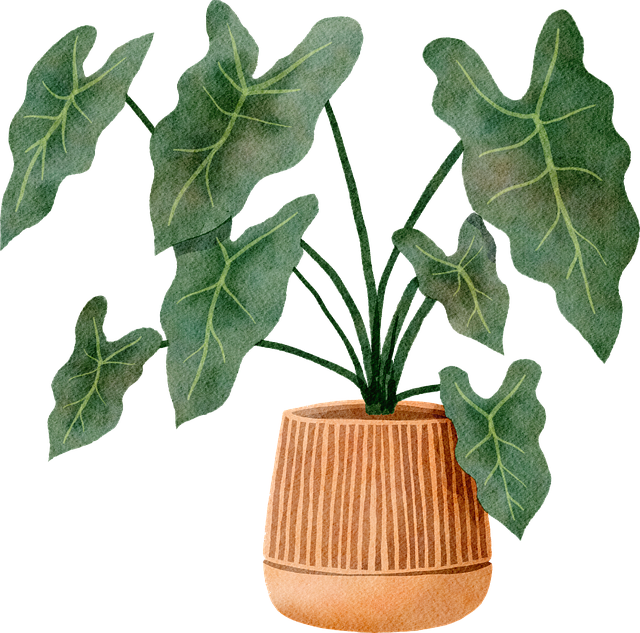 Monstera, Natur, Plante, Gryde