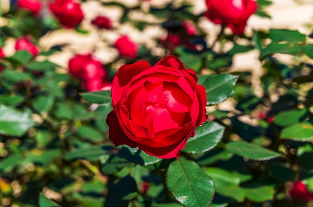 Free Rose Red photo and picture