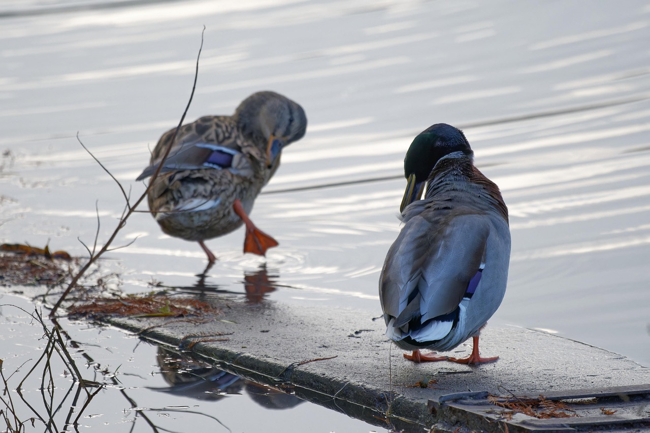 Ducks Birds Waterfowls Water - Free photo on Pixabay - Pixabay