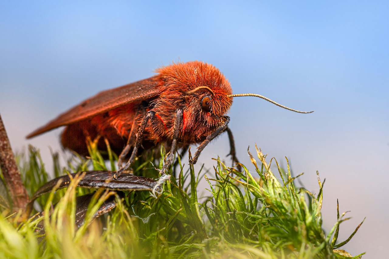 Ruby Tiger Insect Moth - Free photo on Pixabay - Pixabay
