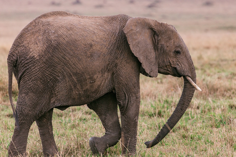 Wie Viel Ps Hat Ein Elefant pixabay.com