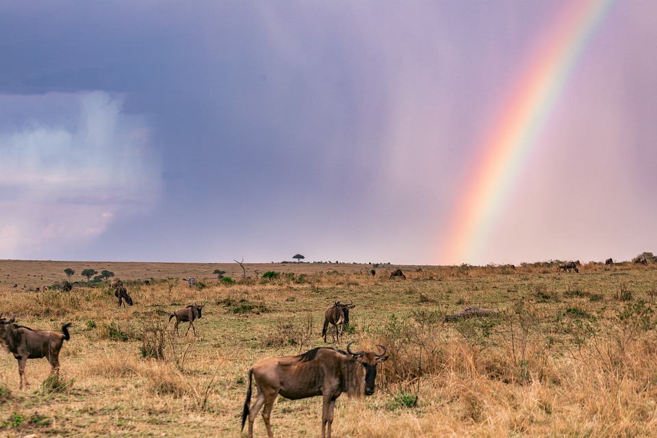 Rainbow Animals Safari Free photo on Pixabay Pixabay