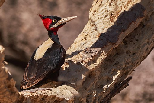 Free Cream-Backed Woodpecker Bird photo and picture