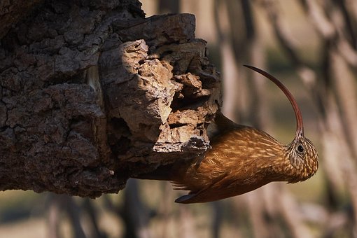 Free Red-Billed Scythebill Bird photo and picture