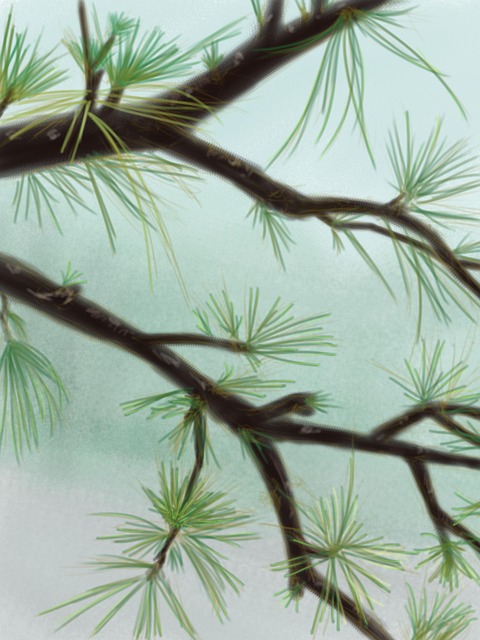 Conifer, Copaci, Verde, Naturale