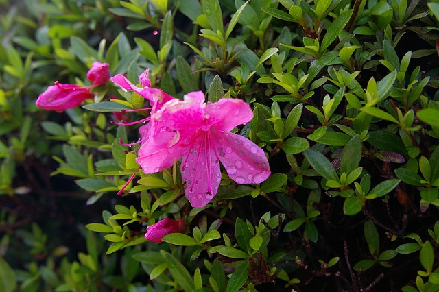 Free Republic Of Korea Azalea photo and picture