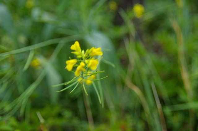 Free Republic Of Korea Wild Flower photo and picture