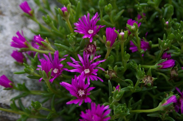 Free Republic Of Korea Wild Flower photo and picture