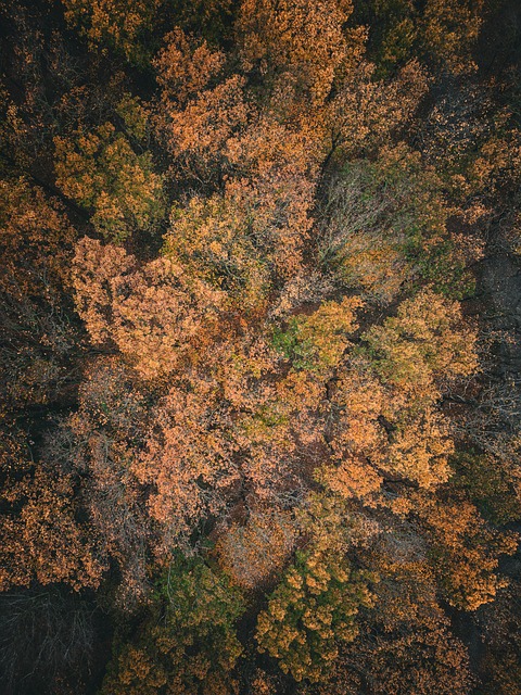 Free Forest Trees photo and picture