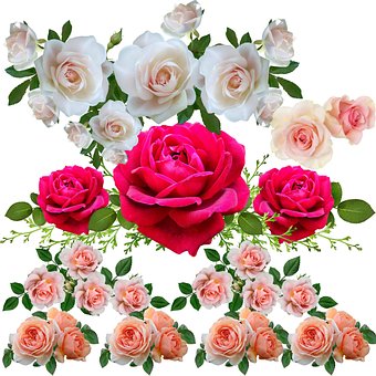 Free Redrose Wight photo and picture