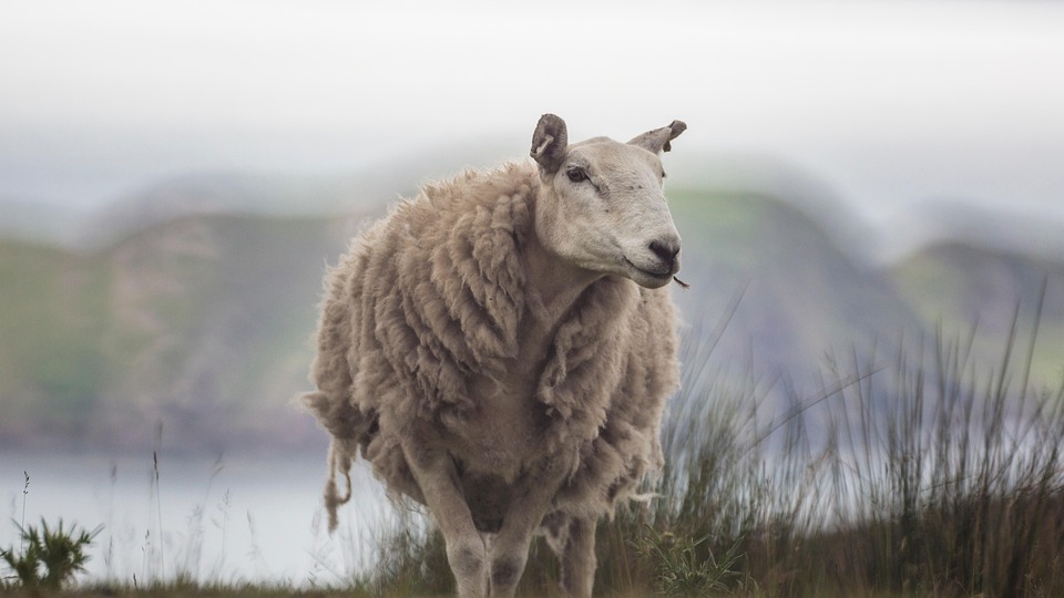 Sheep Scotland Nature Free photo on Pixabay Pixabay