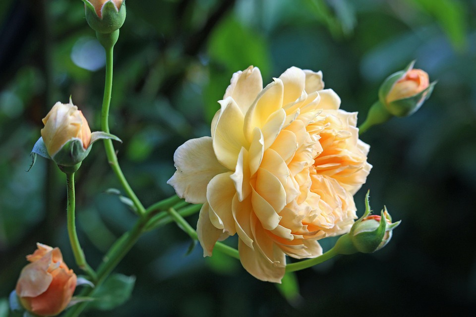 Rosen Gelbe Blumen - Kostenloses Foto auf Pixabay