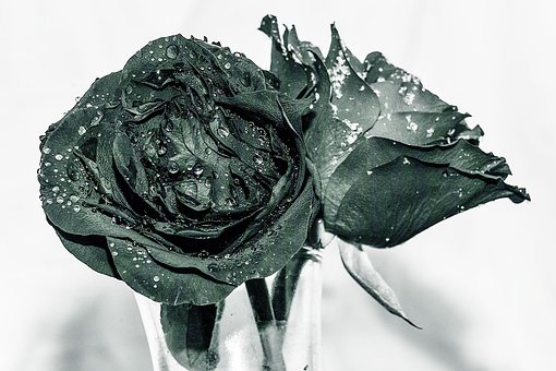 Schwarz Und Weiß, Rose, Blume, Perlen