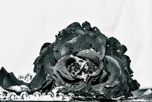 Schwarz Und Weiß, Rose, Blume, Perlen