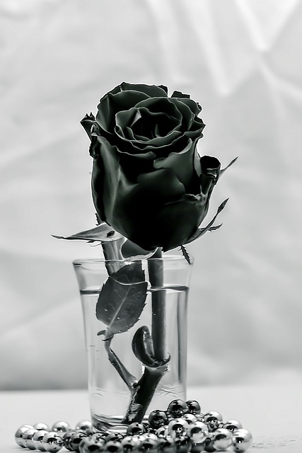 Schwarz Und Weiß, Rose, Blume, Perlen