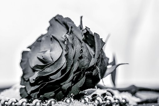 Rose, Blume, Blüte, Nahaufnahme, Makro