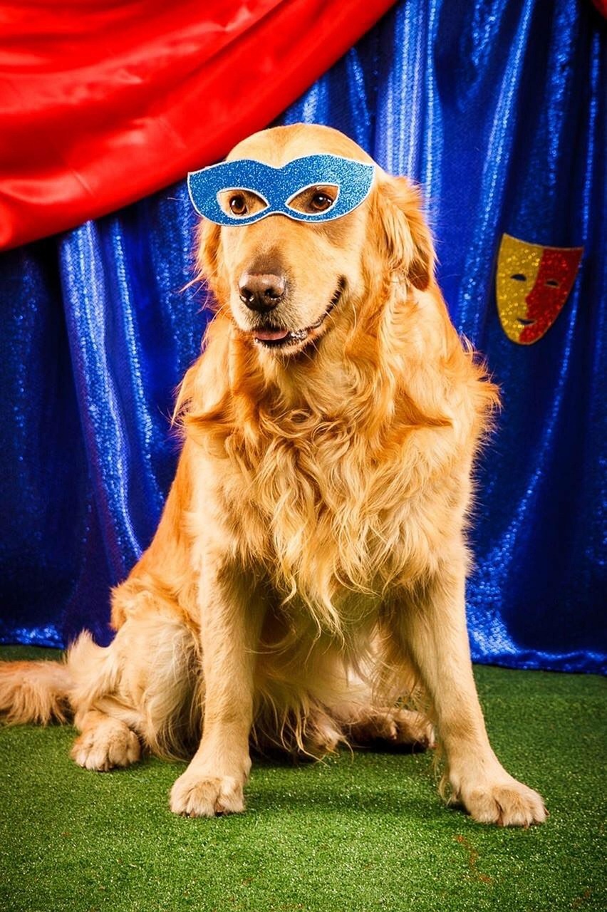 Dog Golden Carnivals Free Photo On Pixabay Pixabay dog-golden-carnivals-free-photo-on-pixabay-pixabay