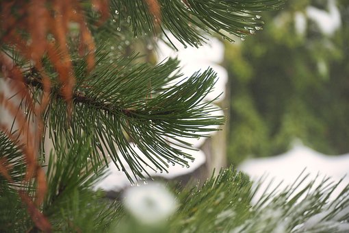 Free Winter Pine Tree photo and picture