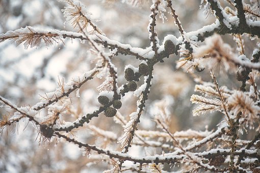 Free Conifer Larch photo and picture