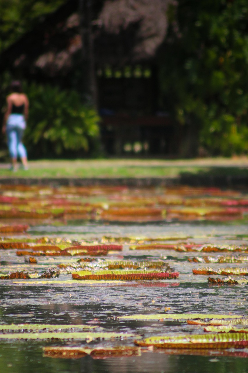 Lily Pads Lake Nature Free photo on Pixabay Pixabay