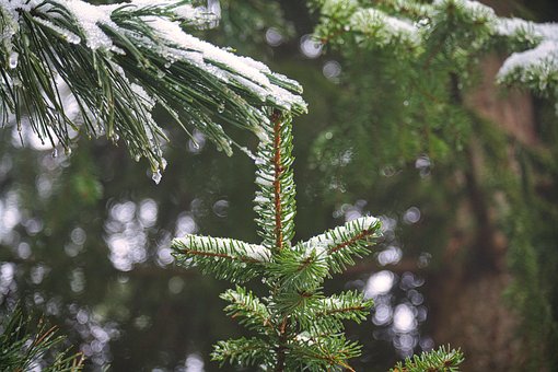 Free Winter Pine Tree photo and picture