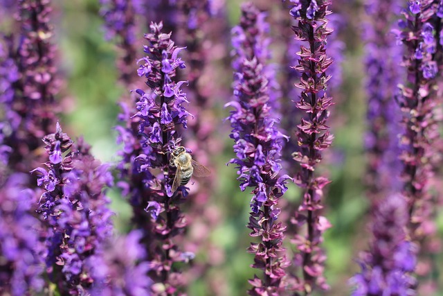 Honningbi, Insekter, Bier, Lavendel