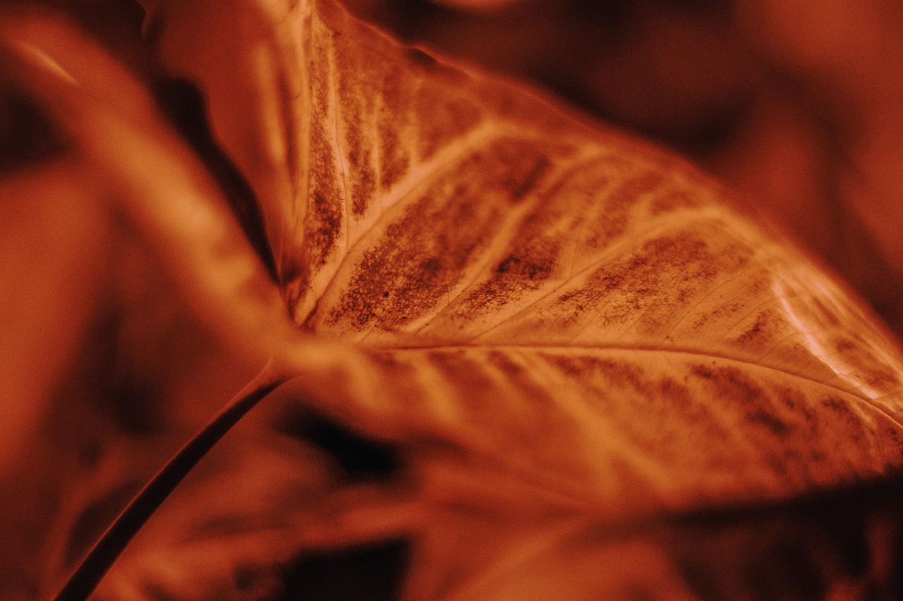 Leaf Plant Nature Free Photo On Pixabay Pixabay leaf-plant-nature-free-photo-on-pixabay-pixabay