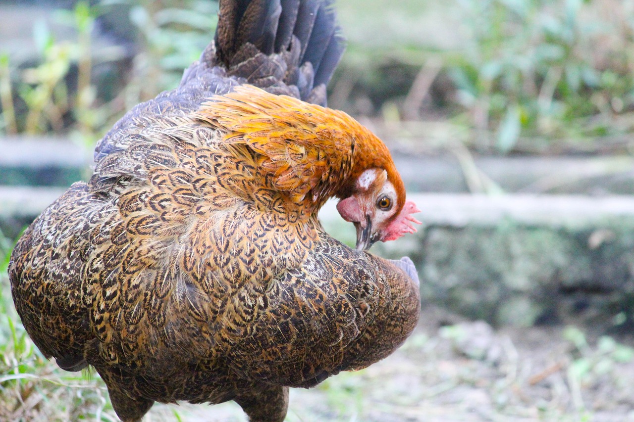 Hen Bird Chicken Free photo on Pixabay Pixabay
