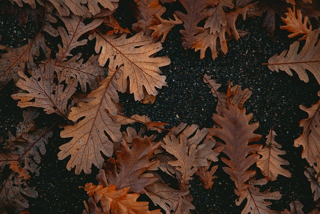 Free Autumn Leaves photo and picture