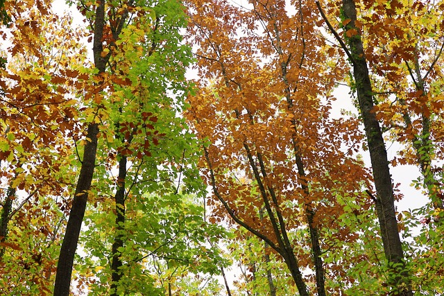 Free Fall Trees photo and picture