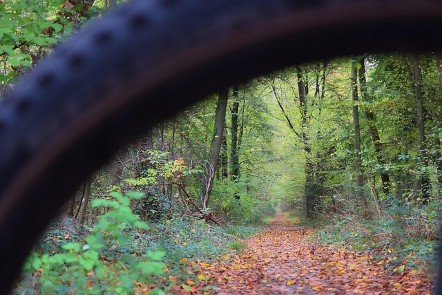 Free Forest Path Fall photo and picture