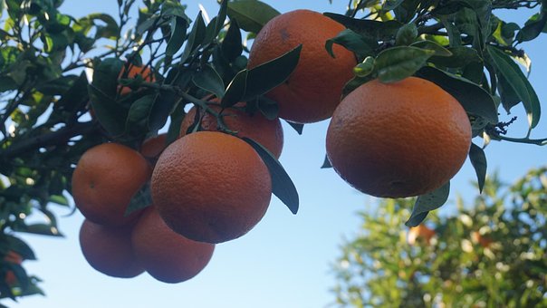 Portocale, Copac, Camp, Frunze Verzi