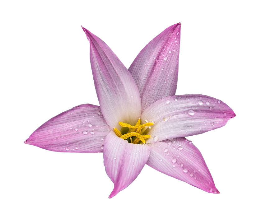 Lilie Blume Pflanze Kostenloses Bild auf Pixabay