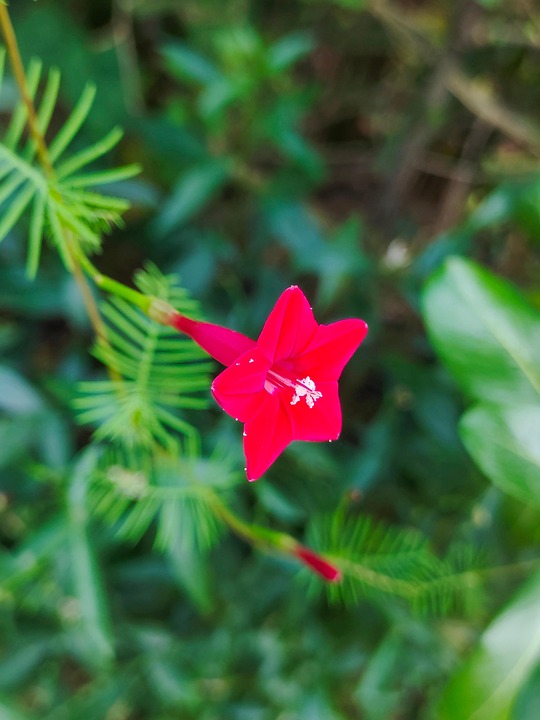 柏树 花 自然 - Pixabay上的免费照片 - Pixabay