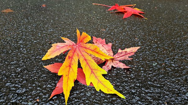 Otoño, Blat, Mojado, Naranja, Tierra