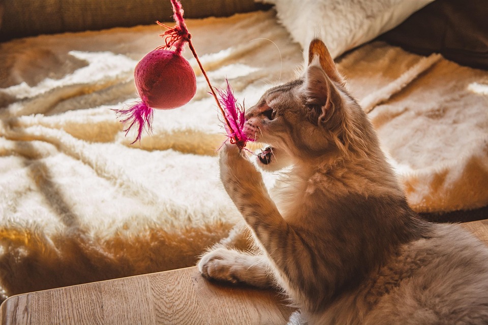 Cat Play Pet Free photo on Pixabay Pixabay