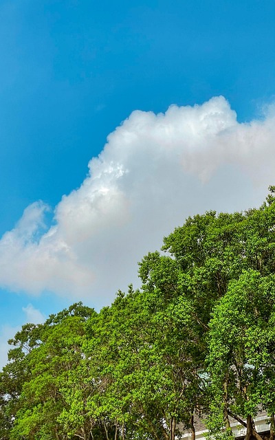 Free Blue Sky White Clouds photo and picture
