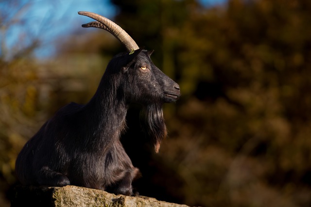 Free Goats Domestic Goat photo and picture